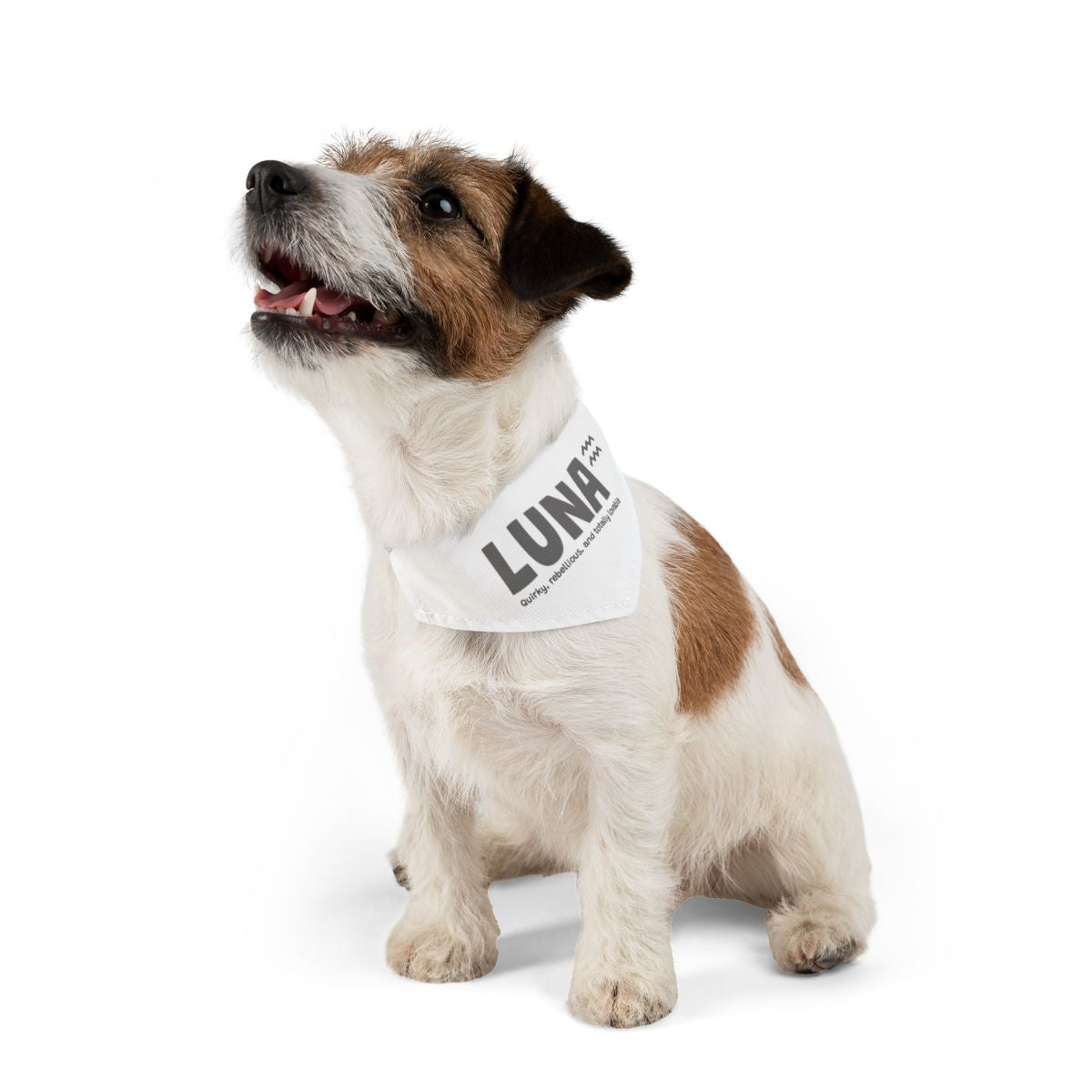 Custom Dog Collar / Personalised Pet Bandana