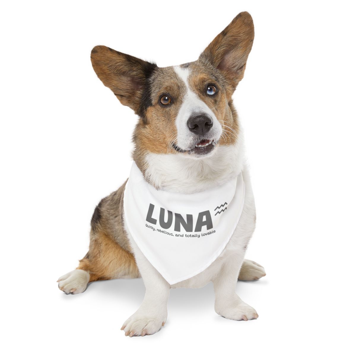 Custom Dog Collar / Personalised Pet Bandana